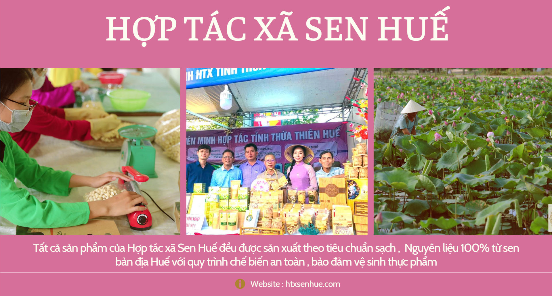 Hợp tác xã Sen Huế Nguyên liệu 100% từ sen bản địa Huế