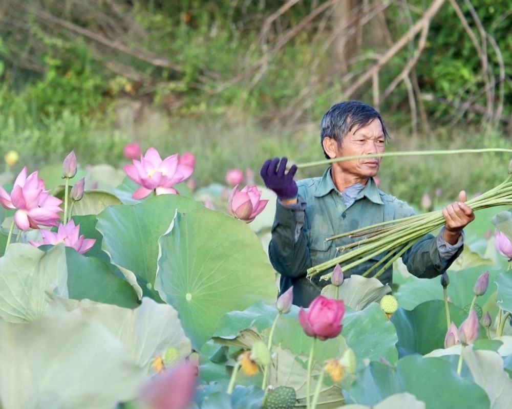 Thừa Thiên - Huế: Hiệu quả từ mô hình trồng sen trên đất lúa